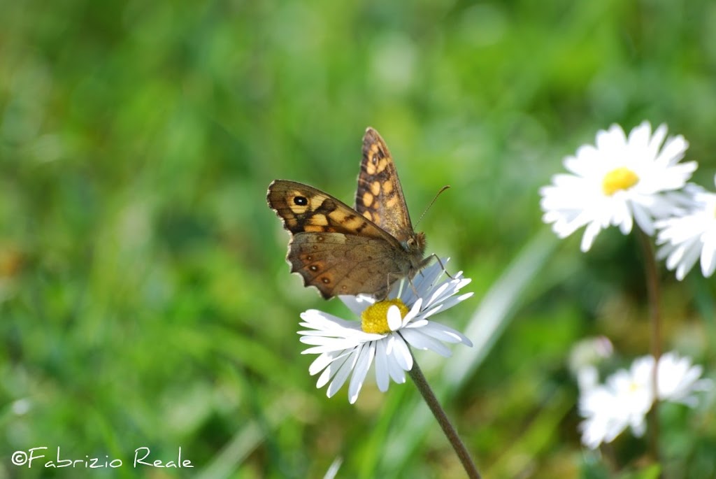 Farfalla da identificare